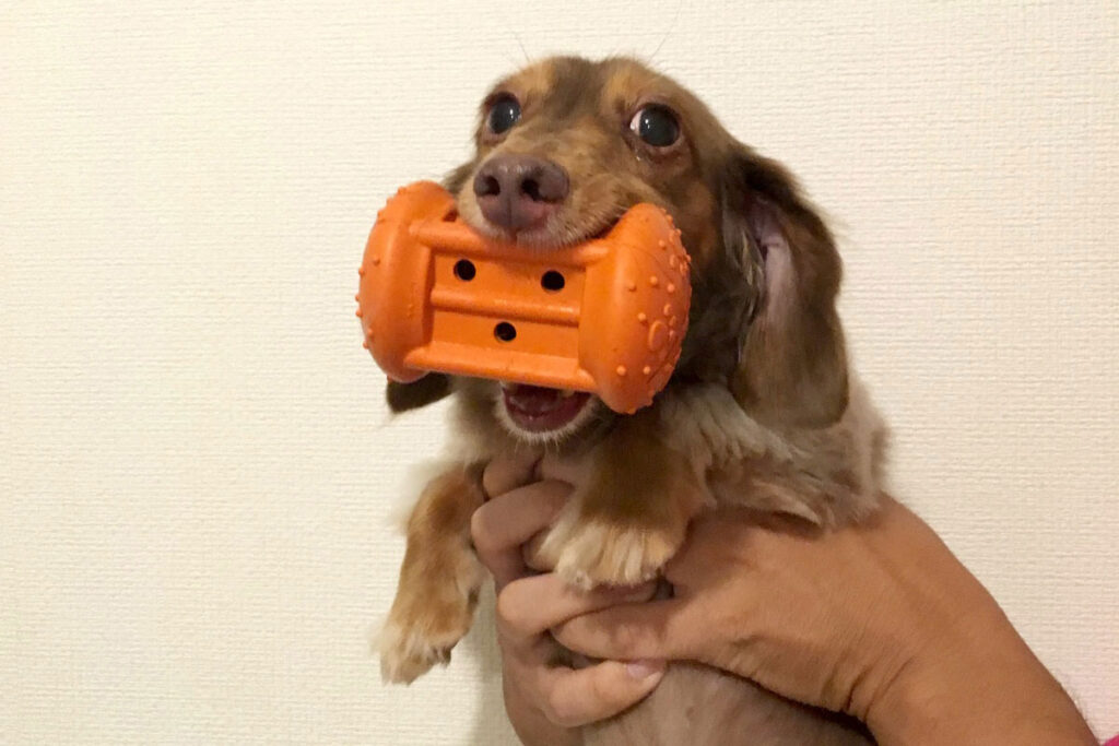 体のわりに大きなおもちゃを買い与えられていたお犬サマー