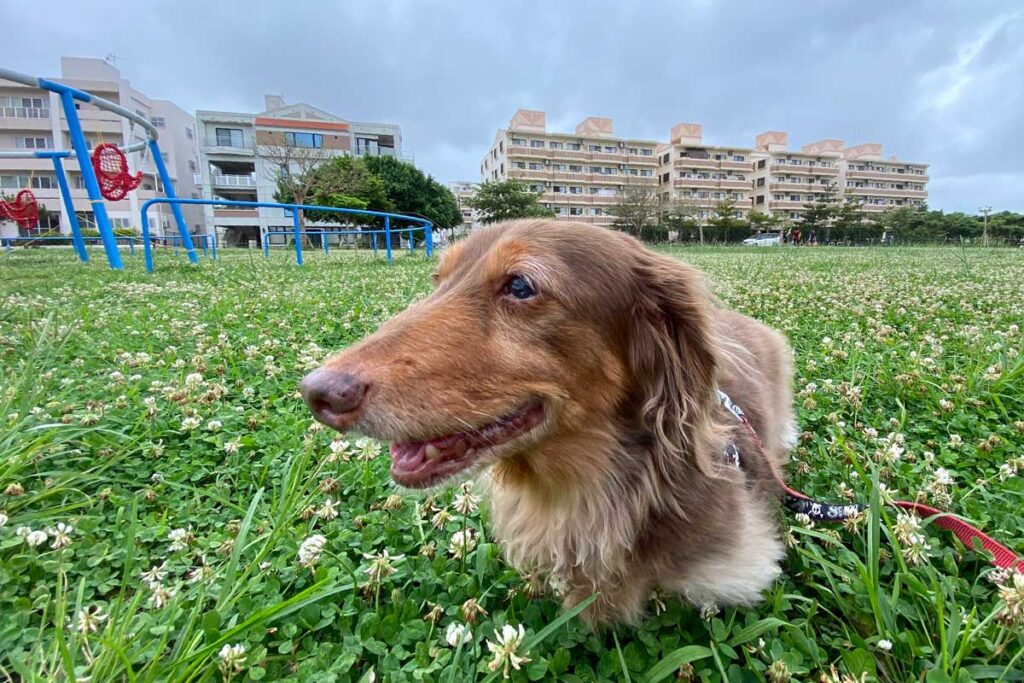 お散歩の途中に草むらで休憩するお犬サマー