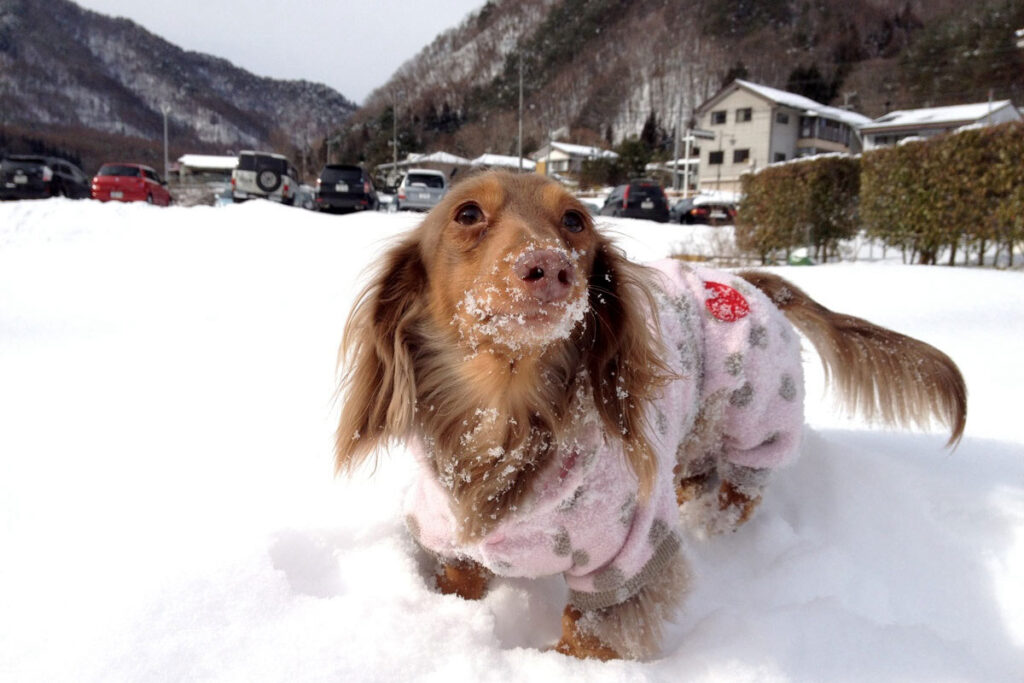 寒いんだが？早よ抱っこしれ！なお犬サマー