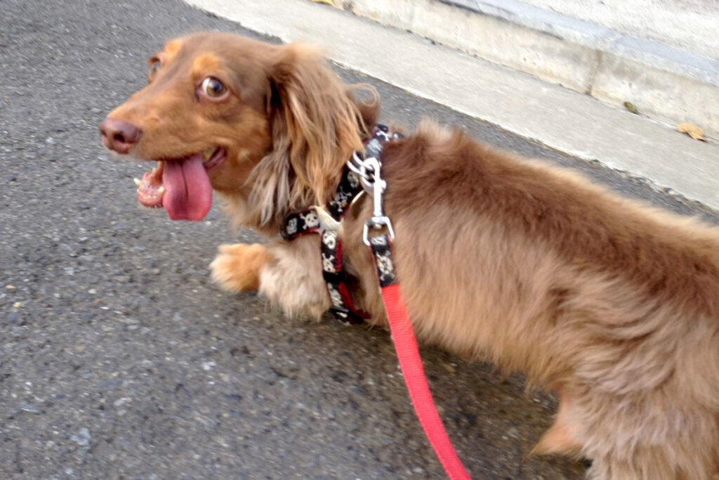 先を歩くクセして、よく振り返ったお犬サマー