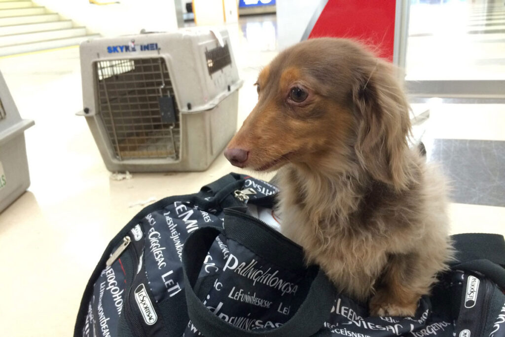 飛行機に乗せてお犬サマーと実家に帰った