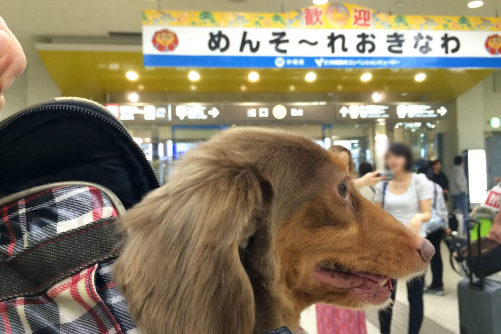 ついに沖縄上陸したお犬サマー